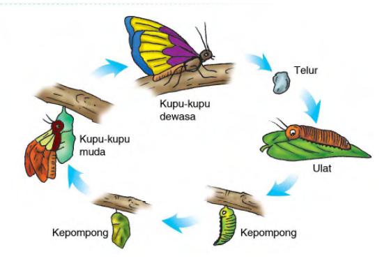 Hasil gambar untuk daur hidup kupu-kupu